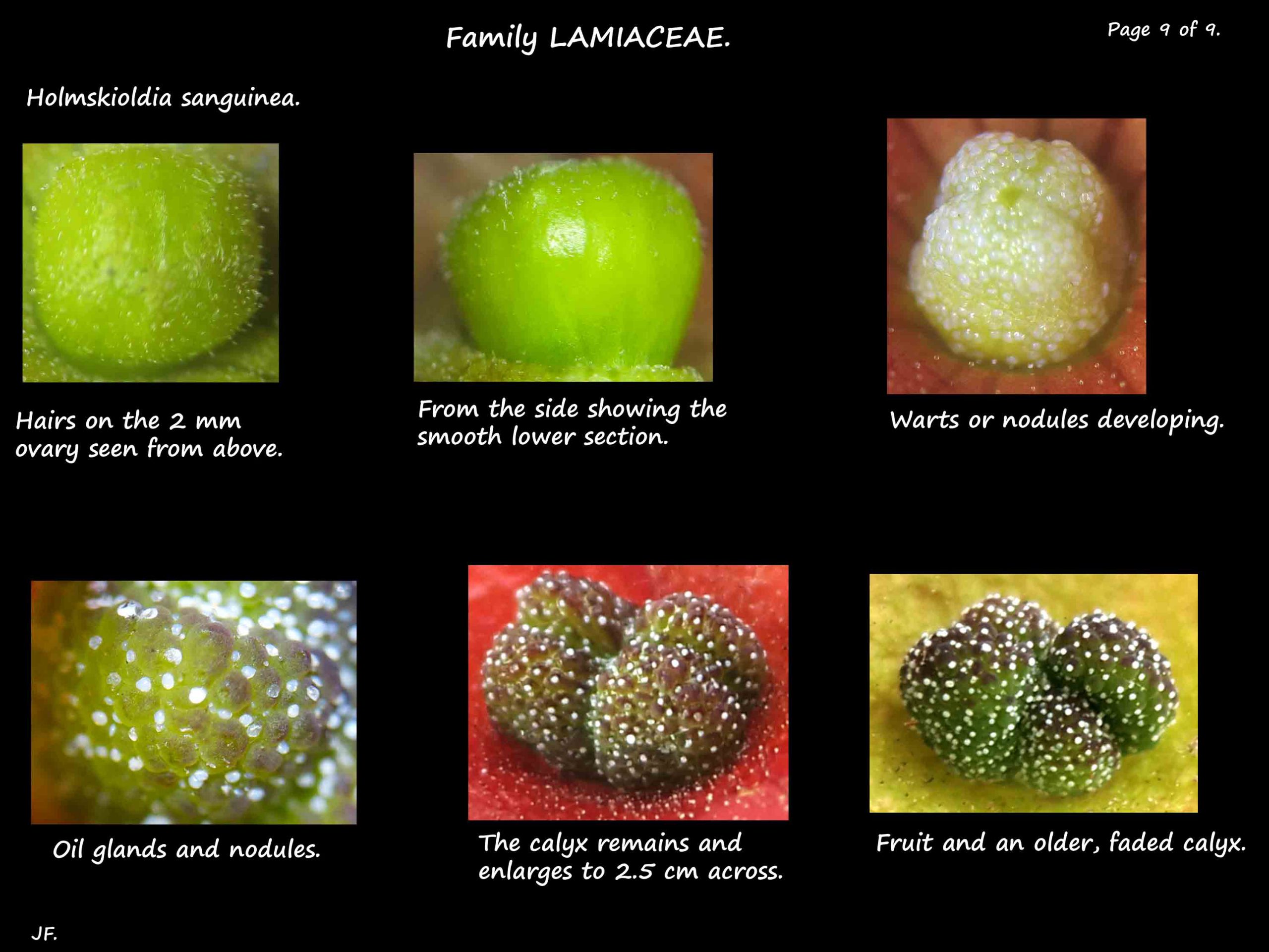 9 Holmskioldia sanguinea fruit